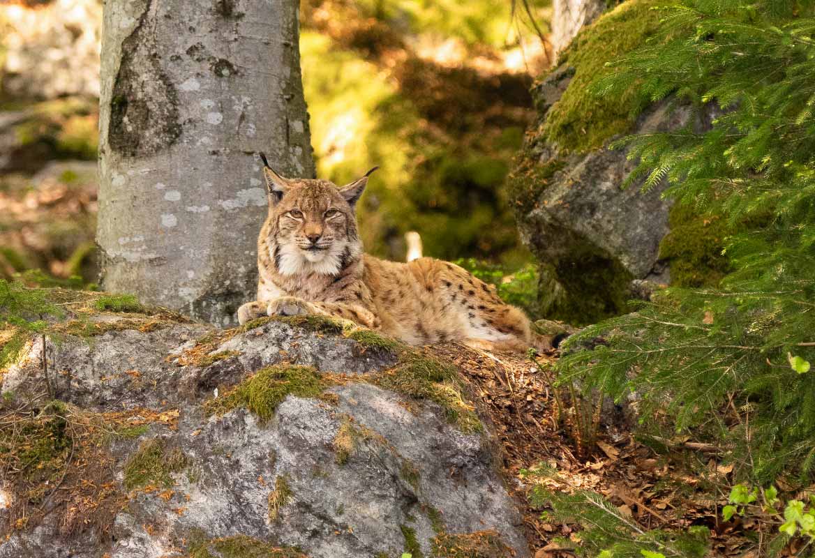Lynxes and other native forest animals can be marveled at in the game enclosure in the National Park Center