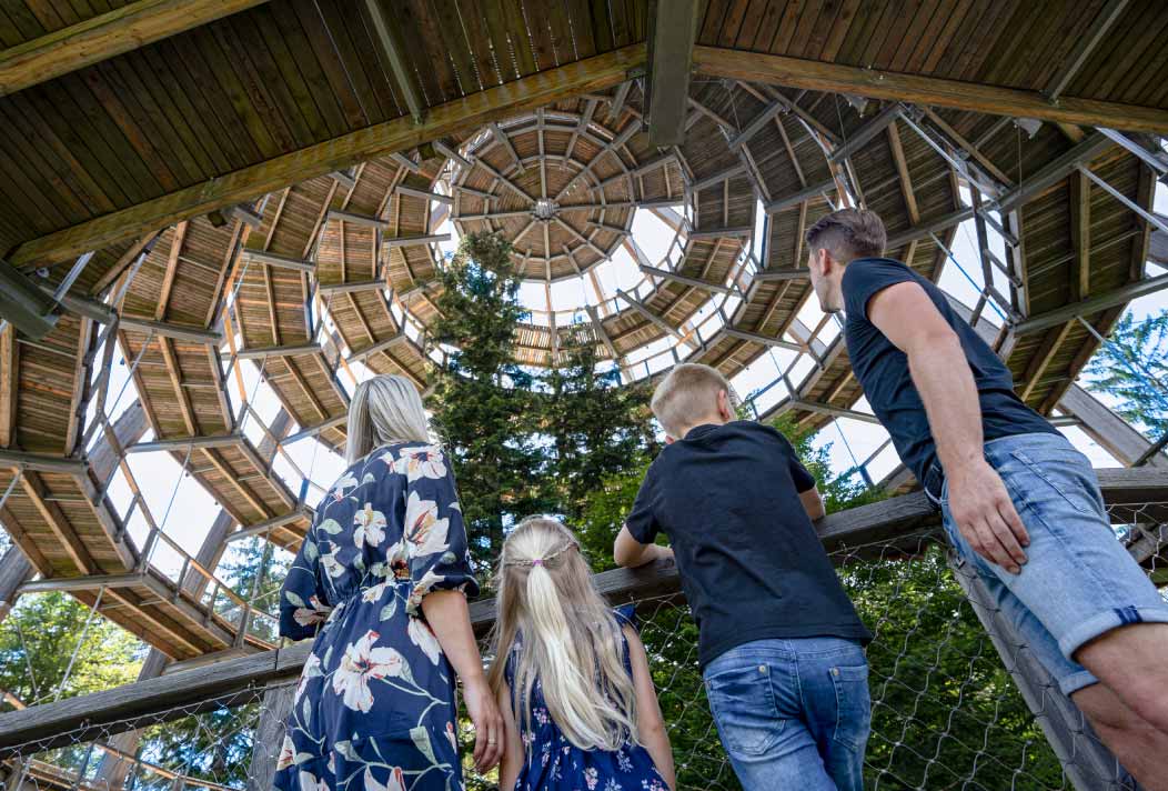 Visitors can view trees from the roots to the treetops inside the tower.