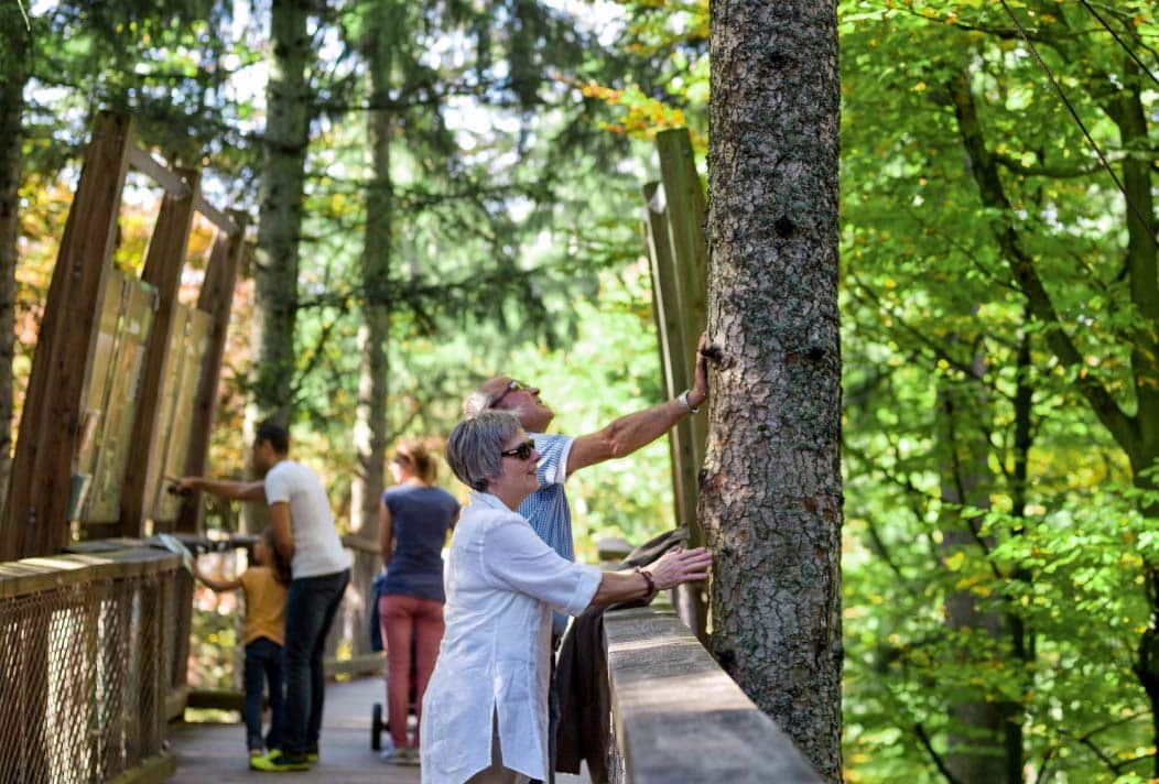 Visitors experience nature up close directly from the path's footbridge