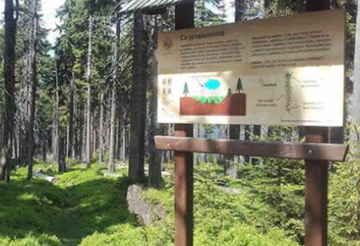 Informationstafel und Wald am Moorlehrpfad Černohorský