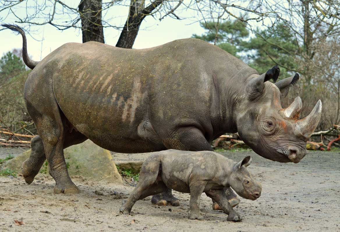 rhinoceros and cub in Safari Park Dvur Králové