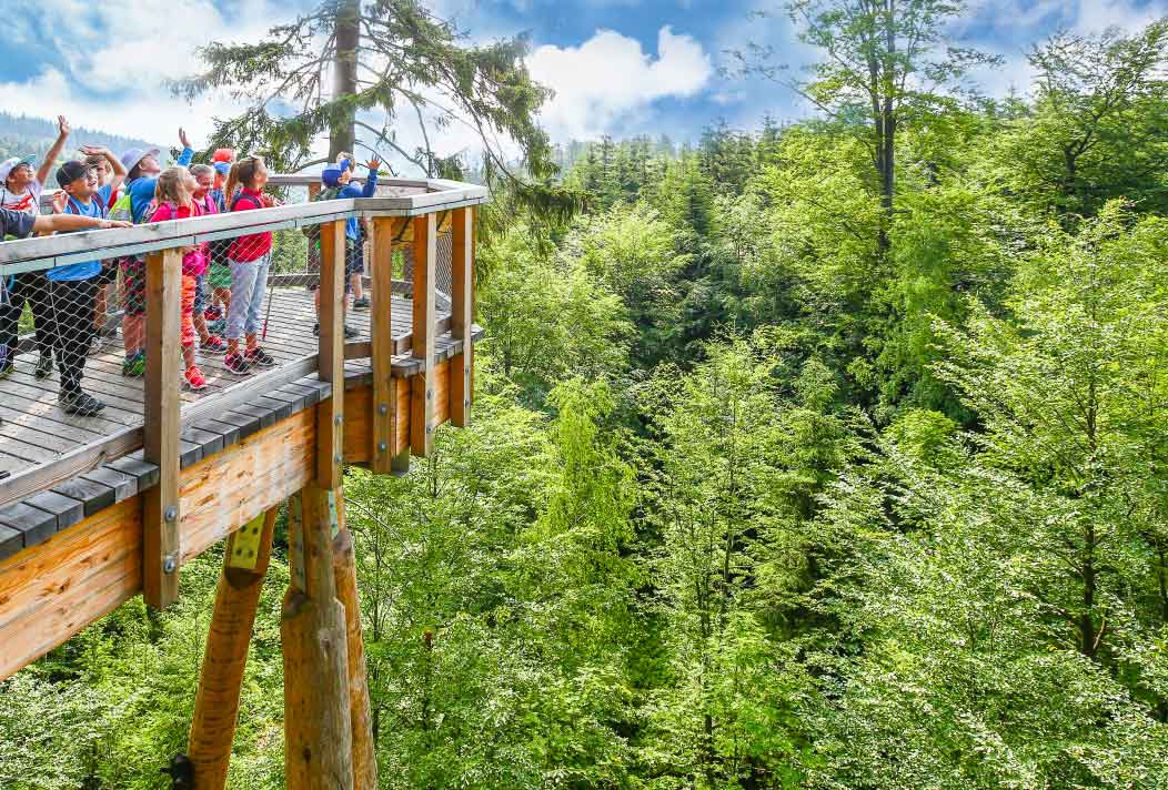 The Treetop Walk winds 24m high above the ground