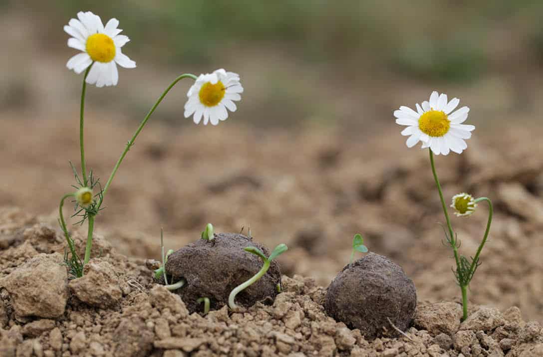 Bombes de semences pour le Jour de la Terre, 20, 21 et 22 avril