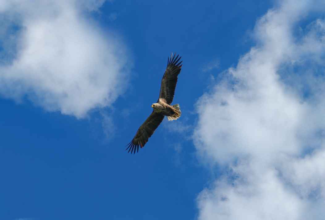 Besucher können auf dem danach benannten Aussichtsturm Adlerhorst am Baumwipfelpfad oft Seeadler am Himmel entdecken.